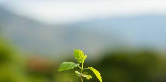 INIA y Anasac Chile fortalecen alianza estratégica para el desarrollo de soluciones agrícolas sostenibles