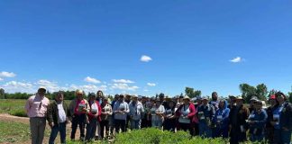 Nueva variedad de alfalfa revolucionará la ganadería del centro-sur de Chile 