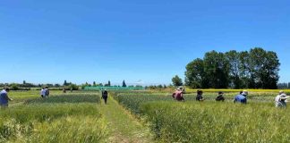 Productores de semillas conocen resultados de ensayos en estación de prueba de variedades de cereales del SAG