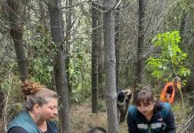 SAG Los Lagos logra establecer con éxito avispa que combate plaga forestal