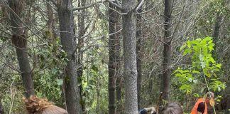 SAG Los Lagos logra establecer con éxito avispa que combate plaga forestal