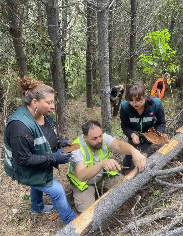 SAG Los Lagos logra establecer con éxito avispa que combate plaga forestal