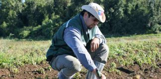 SAG Los Lagos recuerda a agricultores/as que se acerca plazo para registrar el cultivo de papa 