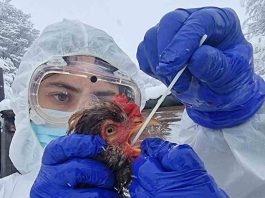 SAG habilita a laboratorio U. de Chile para realizar diagnóstico molecular de influenza aviar SAG eleva alerta e intensifica vigilancia ante el alarmante avance de la influenza aviar en el continente