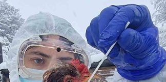 SAG eleva alerta e intensifica vigilancia ante el alarmante avance de la influenza aviar en el continente