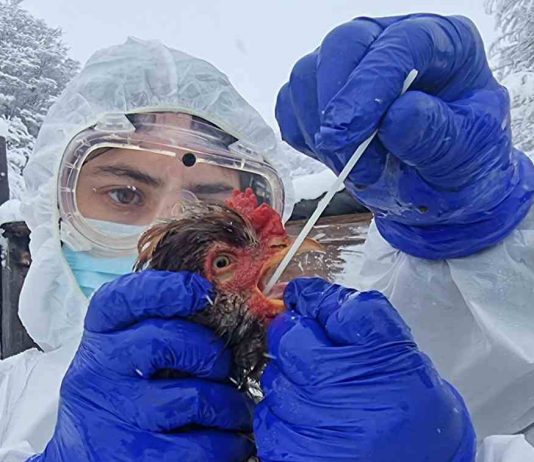 SAG eleva alerta e intensifica vigilancia ante el alarmante avance de la influenza aviar en el continente
