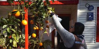 SAG informa avances significativos en las campañas de erradicación de mosca de la fruta