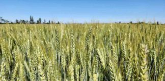 Trigos adaptados a menos agua y a altas temperaturas conocieron productores en actividad de INIA en Chillán