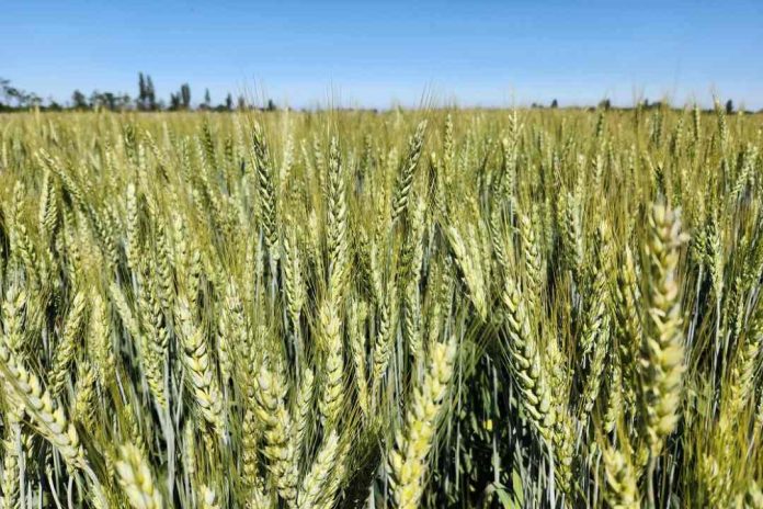Trigos adaptados a menos agua y a altas temperaturas conocieron productores en actividad de INIA en Chillán