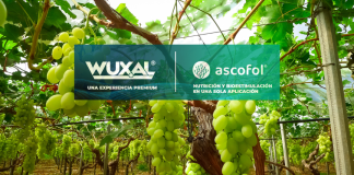 Wuxal y Ascofol, El regreso de dos soluciones premium y sus beneficios en el cultivo de la uva de mesa