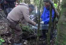 CONAF aplica método para controlar el visón en el Parque Nacional Huerquehue