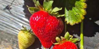 Con seminario internacional lanzan programa Corfo que busca mejorar prácticas de cultivo de frutilleros de San Pedro de Melipilla