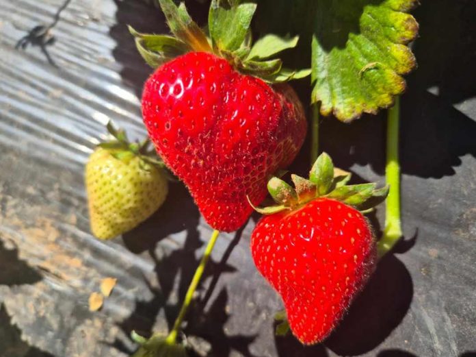 Con seminario internacional lanzan programa Corfo que busca mejorar prácticas de cultivo de frutilleros de San Pedro de Melipilla