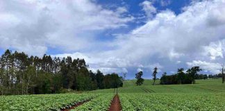 sag los lagos inicia inspección de semilleros de papa que buscan concretar la certificación