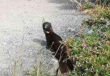 Se detecta presencia del visón americano en el Parque Nacional Torres del Paine