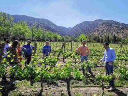 10 panoramas imperdibles en las viñas ganadoras de los premios Enoturismo Chile 2023