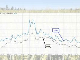 Boletín de Cereales N° 1 Enero 2025 | SNA