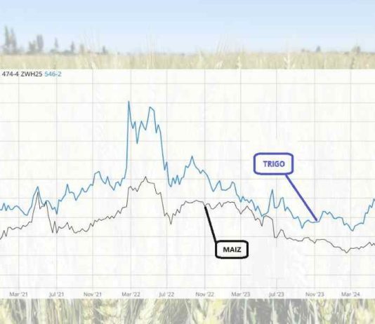 Boletín de Cereales N° 1 Enero 2025 | SNA