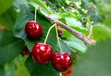 Cereza chilena en China: la Sociedad Nacional de Agricultura (SNA) prevé que los precios "no van a repuntar" a los niveles de 2024