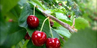 Cereza chilena en China: la Sociedad Nacional de Agricultura (SNA) prevé que los precios "no van a repuntar" a los niveles de 2024