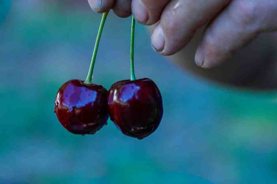 Cerezas en Chile Chico: investigación, producción y comercialización que da frutos