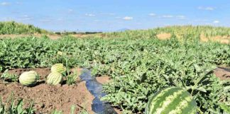 Colaboración entre INIA y CEAF busca entregar melones y sandías más dulces