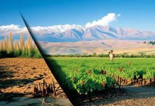 El impacto del cambio climático en la agricultura chilena