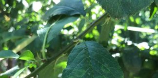 En Chile: estudio revela cómo la temperatura de almacenamiento reduce la acumulación de RNA viral en ciruelas