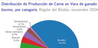 Producción de carne en vara de ganado bovino de la Región del Biobío presentó un incremento interanual de 13,0% en noviembre de 2024