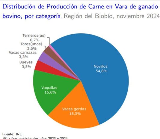 Producción de carne en vara de ganado bovino de la Región del Biobío presentó un incremento interanual de 13,0% en noviembre de 2024