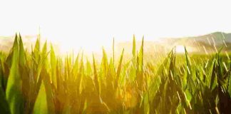 NS Agro lidera la transformación digital de Martínez y Valdivieso con tecnología SAP basada en IA