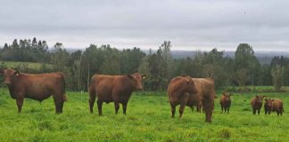 SAG anuncia que envíos de productos cárnicos desde Alemania a Chile se encuentran suspendidos por brote de fiebre aftosa