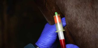SAG confirma caso de anemia infecciosa equina en comuna de San Pedro de Melipilla