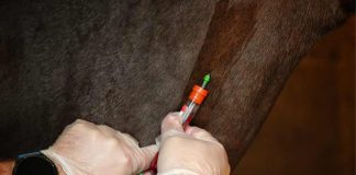 SAG detecta dos nuevos casos de Anemia Infecciosa Equina en la comuna de Parral y activa protocolos sanitarios