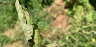 Trabajo en terreno: inspección de plagas y enfermedades en hortalizas
