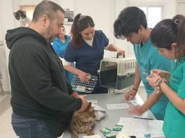 Atenciones médico veterinarias de UDLA Sede Viña del Mar benefician a 2.939 animales en 2024, incluyendo afectados por megaincendio