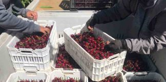 Aumenta un 75% la Producción de Cerezas en el Huerto Piloto del Proyecto “Agricultura Sostenible en Acción” de AFIPA