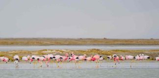 CONAF Arica desarrolló exitoso Censo Simultáneo de Aves Acuáticas Altoandinas 2025