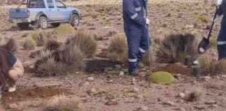 CONAF Y CONADI implementaron obras para el riego ancestral de bofedales en General Lagos
