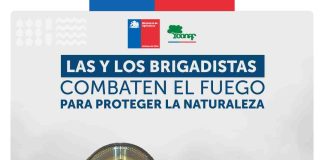 CONAF llama a postular como brigadista forestal en Arica y Parinacota