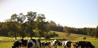 Chile declara nueva región provisionalmente libre de brucelosis bovina
