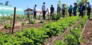 Con visita a huerto productivo en dependencias de Gendarmería de Chile en Cañete, concluyó proyecto agroecológico impulsado por INIA 
