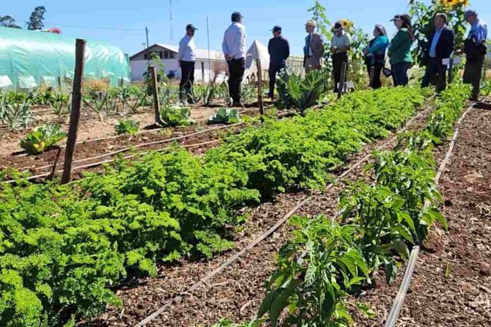 Con visita a huerto productivo en dependencias de Gendarmería de Chile en Cañete, concluyó proyecto agroecológico impulsado por INIA 