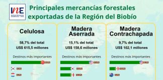 Exportaciones forestales de la Región del Biobío aumentaron 5,6% en el trimestre octubre-diciembre de 2024