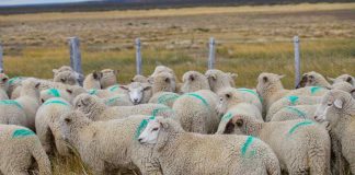 INIA Kampenaike con apoyo de Corfo en Última Esperanza busca potenciar el peso de los corderos y fortalecer la rentabilidad de los productores locales.