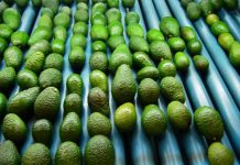 INIA La Platina contribuye a importante publicación internacional sobre palta: “The Avocado Botany, Production and Uses”