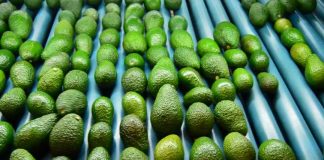 INIA La Platina contribuye a importante publicación internacional sobre palta: “The Avocado Botany, Production and Uses”