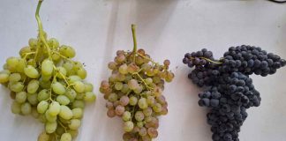 INIA La Platina impulsa la innovación genética para fortalecer la producción de uva de mesa en Chile y el mundo