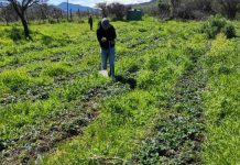 INIA La Platina y Municipalidad de María Pinto celebran exitoso año de colaboración en agricultura sustentable