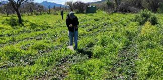 INIA La Platina y Municipalidad de María Pinto celebran exitoso año de colaboración en agricultura sustentable